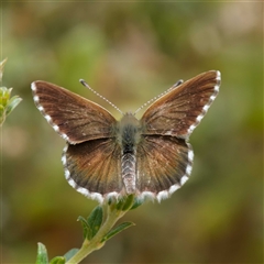 Neolucia agricola at Yarralumla, ACT - 14 Nov 2025 by DPRees125