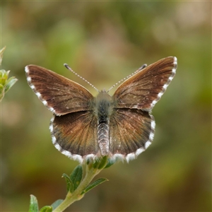 Neolucia agricola at Yarralumla, ACT - 14 Nov 2025 by DPRees125