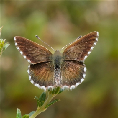 Neolucia agricola at Yarralumla, ACT - 14 Nov 2025 by DPRees125