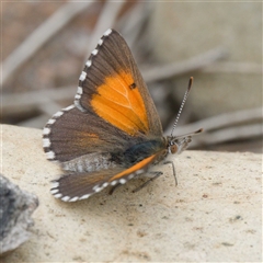 Lucia limbaria (Chequered Copper) at Strathnairn, ACT - 31 Oct 2025 by DPRees125