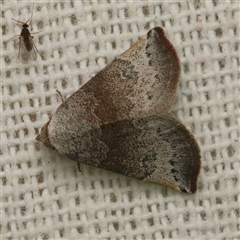 Mataeomera mesotaenia (Large Scale Moth) by DPRees125