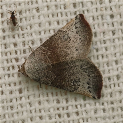 Mataeomera mesotaenia (Large Scale Moth) at  - suppressed by DPRees125