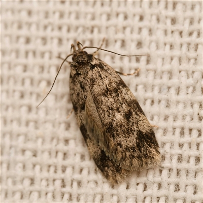 Barea zygophora (Concealer Moth) at  - suppressed by DPRees125