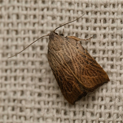 Tortricopsis pyroptis (A Concealer moth (Wingia Group)) at  - suppressed by DPRees125