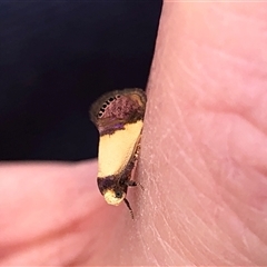 Eupselia iridizona (Hypertrophidae) at Crowther, NSW - 16 Nov 2025 by Frecko