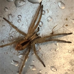 Argoctenus sp. (genus) (Wandering ghost spider) at Crowther, NSW - 16 Nov 2025 by Frecko