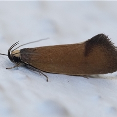 Delexocha ochrocausta (Chezala Group) at Duffy, ACT - 14 Nov 2025 by patrickcox