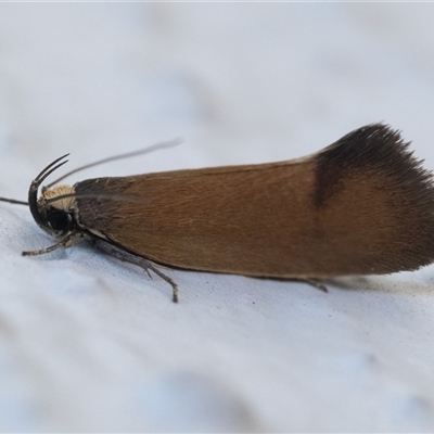 Delexocha ochrocausta (Chezala Group) at Duffy, ACT - 14 Nov 2025 by patrickcox