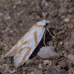 Oxythecta acceptella (Scat Moth) at Rendezvous Creek, ACT - 16 Nov 2025 by patrickcox