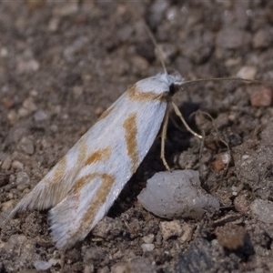 Oxythecta acceptella (Scat Moth) at Rendezvous Creek, ACT - Yesterday by patrickcox