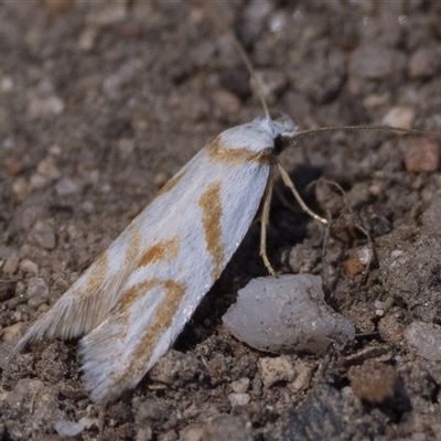 Oxythecta acceptella (Scat Moth) at Rendezvous Creek, ACT - 16 Nov 2025 by patrickcox