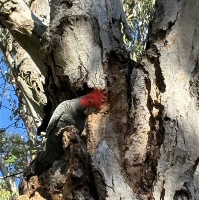 Callocephalon fimbriatum at  - suppressed by LeahColebrook