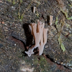 Unverified Coralloid fungus, markedly branched at Paddys River, ACT - 5 Jun 2025 by AlisonMilton