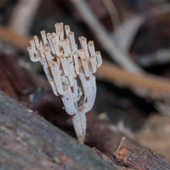 Unverified Coralloid fungus, markedly branched at Paddys River, ACT - 5 Jun 2025 by AlisonMilton