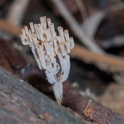 Unverified Coralloid fungus, markedly branched at Paddys River, ACT - 5 Jun 2025 by AlisonMilton