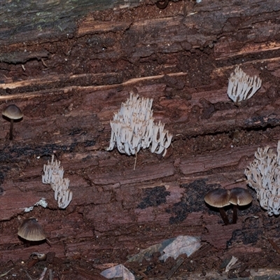 Artomyces sp. at Paddys River, ACT - 5 Jun 2025 by AlisonMilton
