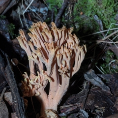 Unverified Coralloid fungus, markedly branched at Paddys River, ACT - 5 Jun 2025 by AlisonMilton