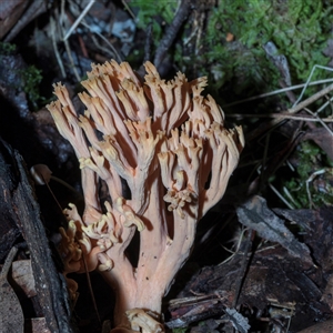 Unverified Coralloid fungus, markedly branched at Paddys River, ACT - 5 Jun 2025 by AlisonMilton