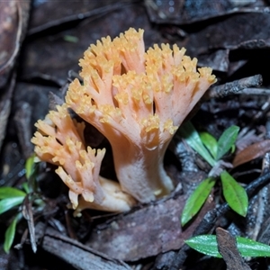 Unverified Coralloid fungus, markedly branched at Paddys River, ACT - 5 Jun 2025 by AlisonMilton
