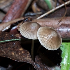Mycena subgalericulata at Paddys River, ACT - 5 Jun 2025 by AlisonMilton