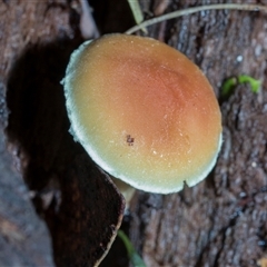 Hypholoma sp. (Hypholoma) at Paddys River, ACT - 5 Jun 2025 by AlisonMilton