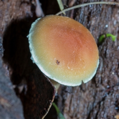 Hypholoma sp. (Hypholoma) at Paddys River, ACT - 5 Jun 2025 by AlisonMilton
