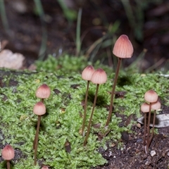 Mycena kuurkacea (Bleeding Mycena) at Paddys River, ACT - 5 Jun 2025 by AlisonMilton