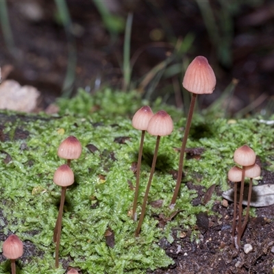 Mycena kuurkacea (Bleeding Mycena) at Paddys River, ACT - 5 Jun 2025 by AlisonMilton