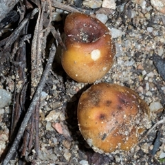 Unverified Cap on a stem; gills below cap [mushrooms or mushroom-like] at Paddys River, ACT - 5 Jun 2025 by AlisonMilton