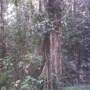 Peripentadenia phelpsii at Syndicate, QLD - 18 Mar 2014 by JasonPStewart