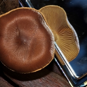 Unverified Cap on a stem; gills below cap [mushrooms or mushroom-like] at Paddys River, ACT - 5 Jun 2025 by AlisonMilton