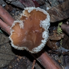 Unverified Cap on a stem; gills below cap [mushrooms or mushroom-like] at Paddys River, ACT - 5 Jun 2025 by AlisonMilton