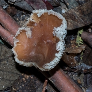 Unverified Cap on a stem; gills below cap [mushrooms or mushroom-like] at Paddys River, ACT - 5 Jun 2025 by AlisonMilton
