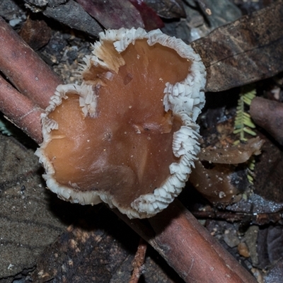 Unverified Cap on a stem; gills below cap [mushrooms or mushroom-like] at Paddys River, ACT - 5 Jun 2025 by AlisonMilton