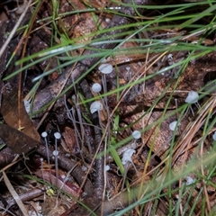 Unverified Cap on a stem; gills below cap [mushrooms or mushroom-like] at Paddys River, ACT - 5 Jun 2025 by AlisonMilton