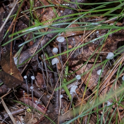 Unverified Cap on a stem; gills below cap [mushrooms or mushroom-like] at Paddys River, ACT - 5 Jun 2025 by AlisonMilton