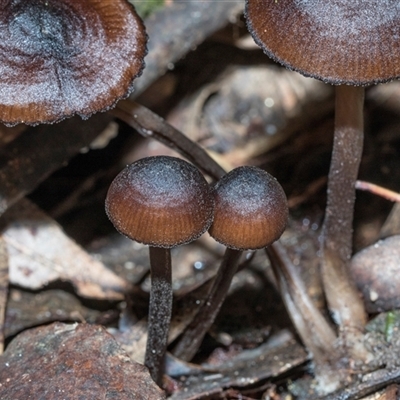 Mycena mulawaestris at Paddys River, ACT - 5 Jun 2025 by AlisonMilton