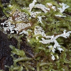 Unverified Lichen at Paddys River, ACT - 5 Jun 2025 by AlisonMilton
