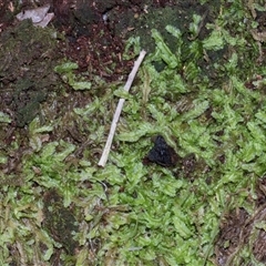 Unverified Lichen at Paddys River, ACT - 5 Jun 2025 by AlisonMilton