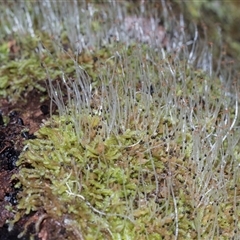 Unverified Lichen at Paddys River, ACT - 5 Jun 2025 by AlisonMilton