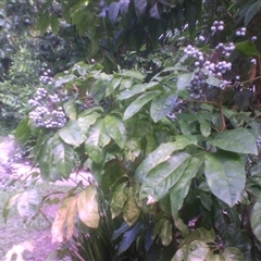 Mackinlaya macrosciadea at Syndicate, QLD - 18 Mar 2014 by JasonPStewart