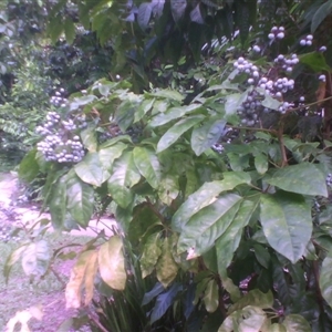 Mackinlaya macrosciadea at Syndicate, QLD - 18 Mar 2014 by JasonPStewart
