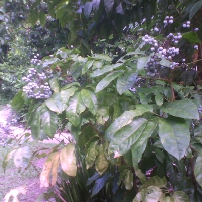 Mackinlaya macrosciadea at Syndicate, QLD - 18 Mar 2014 by JasonPStewart
