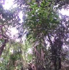 Archidendron ramiflorum at Syndicate, QLD - 22 Mar 2014 by JasonPStewart