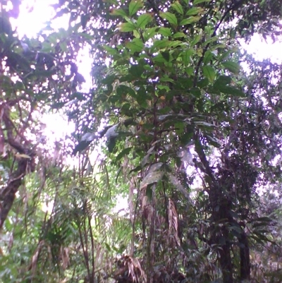 Archidendron ramiflorum at Syndicate, QLD - 22 Mar 2014 by JasonPStewart