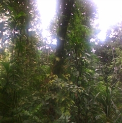 Archidendron ramiflorum at Syndicate, QLD - 22 Mar 2014 by JasonPStewart