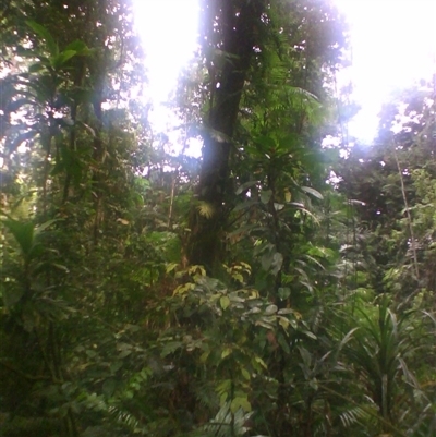 Archidendron ramiflorum at Syndicate, QLD - 22 Mar 2014 by JasonPStewart