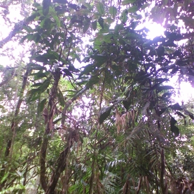 Archidendron ramiflorum at Syndicate, QLD - 29 Mar 2014 by JasonPStewart