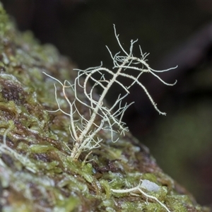 Usnea sp. (genus) (Bearded lichen) at Paddys River, ACT - 5 Jun 2025 by AlisonMilton