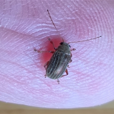 Edusella lineata (Leaf beetle) at Yass River, NSW - 16 Nov 2025 by SenexRugosus